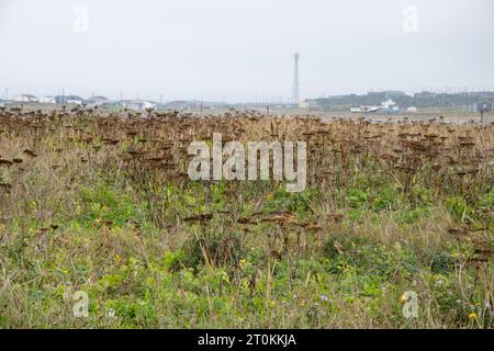 Cow parsnip growing in Flower's Cove, Newfoundland & Labrador, Canada Stock Photo