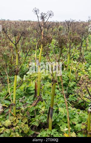 Cow parsnip growing in Flower's Cove, Newfoundland & Labrador, Canada Stock Photo