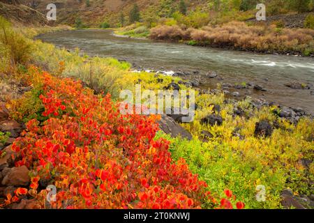 Western Poison ivy (Toxicodendron rydbergii) in autumn, Grande Ronde Wild and Scenic River, Wenaha Wildlife Area, Oregon Stock Photo