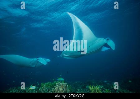 Reef manta rays, Mobula alfredi, Yap, Micronesia. This species was previously Manta alfredi. Stock Photo