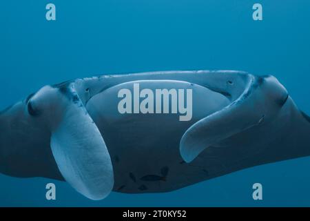 A close look at the mouth and cephalic fins on a reef manta ray, Mobula alfredi, Yap, Micronesia. This species was previously Manta alfredi. Stock Photo
