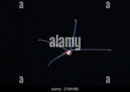 This is known as a veliger. It is the second stage of a larva of a mollusk that will develop into a bivalve or snail. Photographed at night on a black Stock Photo