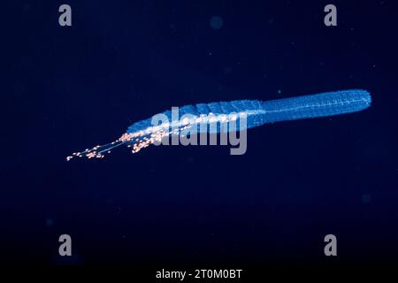 A siphonophore or hydrozoan, Forskalia formosa. This is a memeber of the family of gelatinous animals called Cnidaria. The tentacles at the bottom are Stock Photo