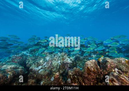 Greenthroat parrotfish, Scarus prasiognathos, feeding on a reef. These are mostly male greenthroat, or Singapore, parrotfish grazing on algae-covered Stock Photo