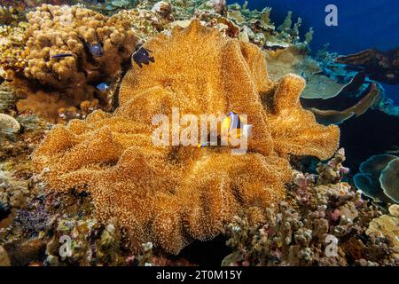 These Clark's anemonefish, Amphiprion clarkii, have selected this mertens' carpet sea anemone, Stichodactyla mertensii, for a home, Yap, Micronesia. Stock Photo