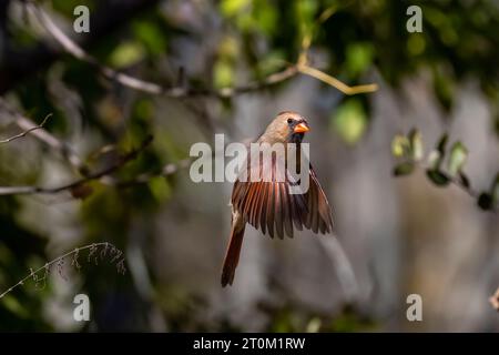 Northern Cardinal (Cardinalis cardinalis), Cardinal flight phase during ...