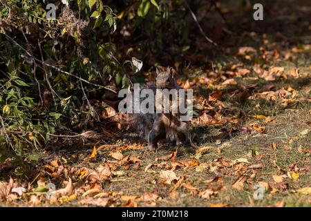 The fox squirrel (Sciurus ni..r), also known as the eastern fox squirrel or Bryant's fox squirrel on a meadow in the autumn. Stock Photo