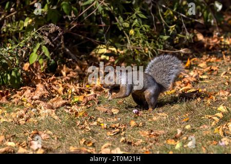 The fox squirrel (Sciurus ni..r), also known as the eastern fox squirrel or Bryant's fox squirrel on a meadow in the autumn. Stock Photo