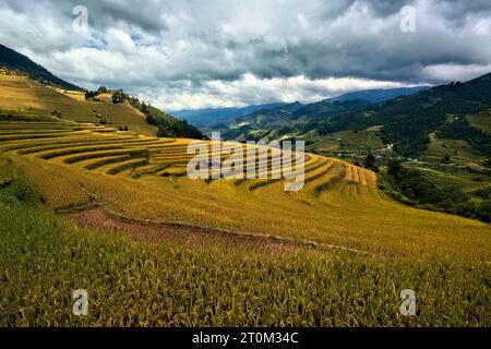 Harvest time at the stunning rice terraces of Mu Cang Chai, Yen Bai ...