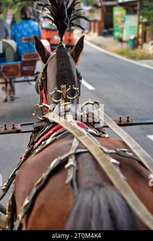 Horse pulling  cart with tourists through the village in Indonesia Stock Photo