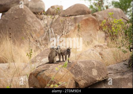 Baboons grooming each other, Serengeti National Park Stock Photo