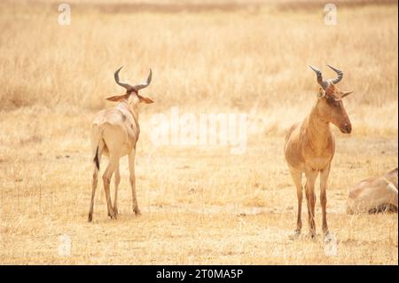 Hartebeest, Serengeti National Park, Tanzania in August Stock Photo