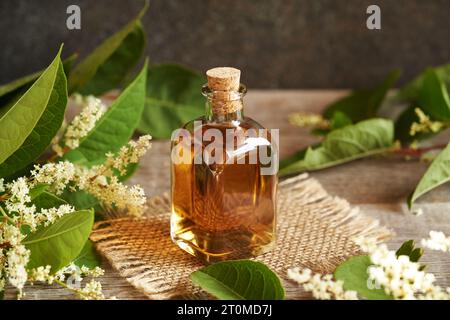 Herbal tincture in a glass bottle with fresh japanese knotweed or Reynoutria japonica leaves and flowers Stock Photo