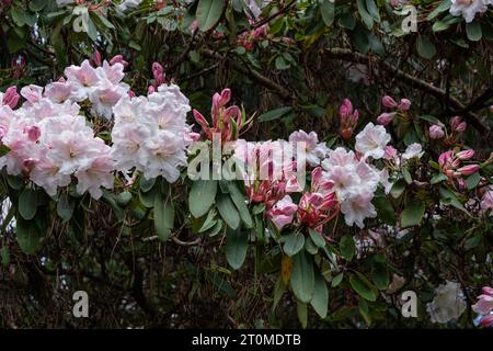 Rhododendron Loderi (fortunei x griffithianum) blooming flowers in spring, flowering plant in the family Ericaceae. Stock Photo