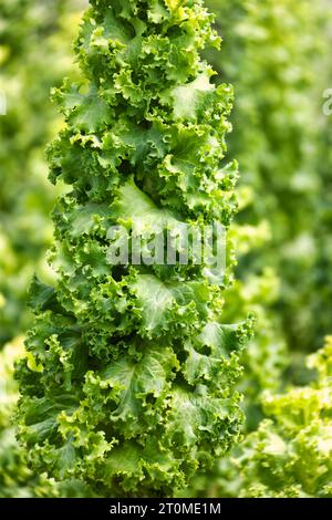 garden lettuce plants growing at a farm for seeds Stock Photo