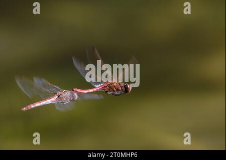 Flying mating pair of dragonfly Sympetrum striolatum aka common darter. Isolated on blurred background. Autumn. Czech republic nature. Stock Photo
