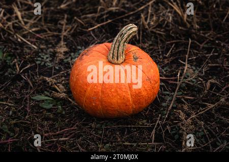 small orange pumpkin for Halloween is lying on a bale of straw. Harvesting the autumn harvest of vegetables. Small depth of field, blurry background. Stock Photo