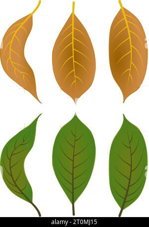 graphic illustrated Autumn leaves foliage fallen graphic illustrated colours brown green Stock Vector