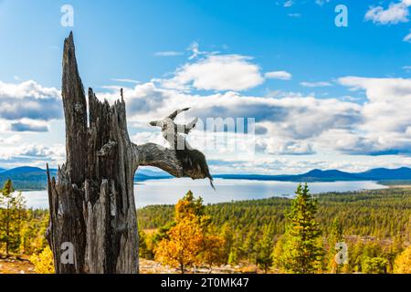 Breathtaking Swedish wilderness with mountains, old tree, and serene environment. Stock Photo