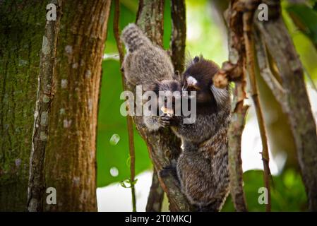 White-Tufted Marmosets (Callithrix jacchus) feeding each other in Rio de Janeiro, Brazil Stock Photo