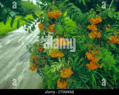Red bunches of berries on mountain ash branches among green leaves near the road Stock Photo