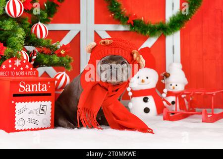 French Bulldog dog wearing red Reindeer costume hat and winter scarf between seasonal Christmas decoration Stock Photo