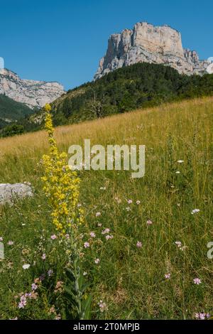 White mullein flowers blossoming in a meadow in the Archiane Cirque near Chatillon en Diois in the south of France Stock Photo
