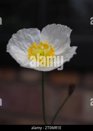 Close up of a white Icelandic poppy flower (Papaver nudicaule 'Champagne Bubbles White') against a dark background Stock Photo