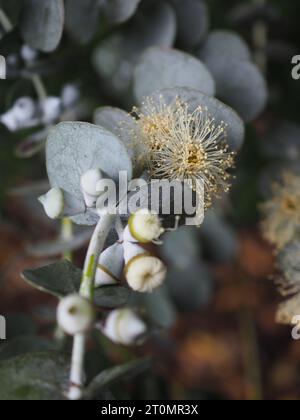 Close up of the unusual feathery flowers of Eucalyptus cinerea 'Silver Dollar' on a branch of the evergreen plant, grown for its silvery grey foliage Stock Photo
