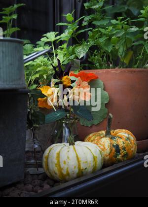 An autumnal scene in a British greenhouse showing cut dahlia and nasturtium flowers and mini ornamental pumpkins Stock Photo