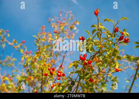 Berries of wild rose. Stock Photo