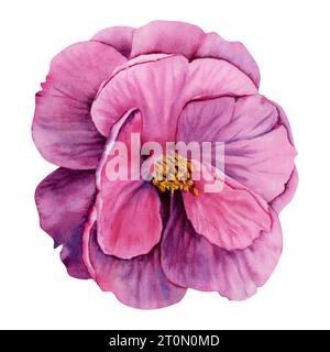 Purple camellia flower isolated on white background. Watercolor hand drawn illustration. Pink detailed flower head. Floral design decorative element Stock Photo