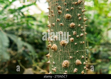 trunk of silk floss tree Ceiba speciosa covered with thorns, on a natural blurred background Stock Photo