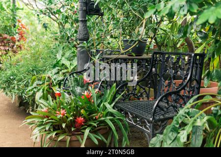 blooming bromeliads in a flowerpot next to a vintage bench among tropical plants in an old greenhouse Stock Photo