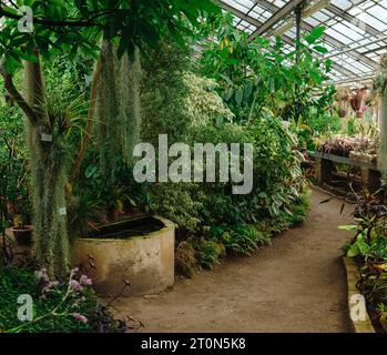 interior of a large greenhouse with a collection of tropical plants ...