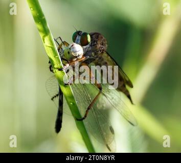 A macro of dragonflies mating on a green leaf Stock Photo