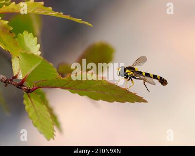Long hoverfly on leaf (Sphaerophoria scripta) on leaf and seen from profile, is a species of hoverfly belonging to the family Syrphidae Stock Photo