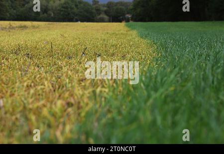 05 October 2023, Brandenburg, Brügge: Young plants that have germinated after the grain harvest are standing in a field. The grain that fell out of the combine and the seeds of the unwanted weeds have germinated. A total herbicide containing the active ingredient glyphosate was then applied to the fresh green leaves. This causes the green plants to die (left) and their leaves to turn a characteristic yellow. The farmer can thus also eliminate the long-lived root weeds before sowing a new crop. Photo: Axel Seidemann/dpa Stock Photo