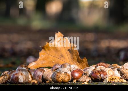 Kolkwitz, Germany. 08th Oct, 2023. Acorns and an oak leaf lie on the ground. After a sunny Sunday, there should be widespread rain next night and also locally on Monday, according to the German Weather Service. Temperatures are not expected to rise above 15 degrees. Credit: Frank Hammerschmidt/dpa/Alamy Live News Stock Photo