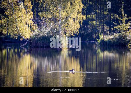Kolkwitz, Germany. 08th Oct, 2023. A duck swims in a pond in front of islands overgrown with birch trees. After a sunny Sunday, according to the German Weather Service, there will be widespread rain next night and also locally on Monday. Temperatures are not expected to rise above 15 degrees. Credit: Frank Hammerschmidt/dpa/Alamy Live News Stock Photo