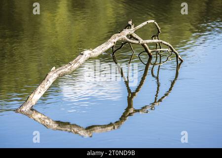 Kolkwitz, Germany. 08th Oct, 2023. A branch of a tree that has fallen into a pond protrudes from the water and is reflected in it. After a sunny Sunday, according to the German Weather Service, there will be widespread rain next night and also locally on Monday. Temperatures are not expected to rise above 15 degrees. Credit: Frank Hammerschmidt/dpa/Alamy Live News Stock Photo