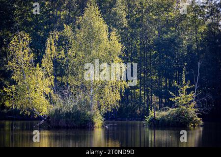 Kolkwitz, Germany. 08th Oct, 2023. Islands overgrown with birch trees rise from a pond. After a sunny Sunday, according to the German Weather Service, there will be widespread rain next night and also locally on Monday. Temperatures are not expected to rise above 15 degrees. Credit: Frank Hammerschmidt/dpa/Alamy Live News Stock Photo