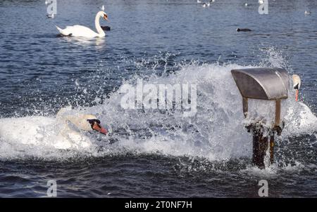London, England, UK. 8th Oct, 2023. Swans cool down at a water inlet in the Round Pond in Kensington Gardens as temperatures rise in the capital. The unseasonably warm weather follows the hottest September on record. (Credit Image: © Vuk Valcic/ZUMA Press Wire) EDITORIAL USAGE ONLY! Not for Commercial USAGE! Stock Photo