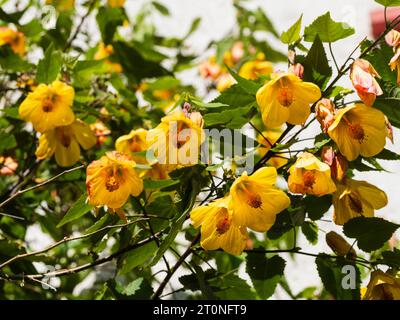 Hanging yellow bells of the lax growing, long flowering wall shrub, Abutilon 'Waltz' Stock Photo