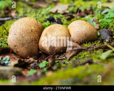 Late summer developing fruiting bodies of the common earthball UK fungus, Scleroderma citrinum Stock Photo
