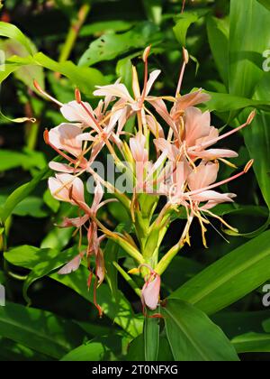Highly scented pink flowers emerge from the spike of the autumn flowering hardy ginger lily, Hedychium 'Pink Hybrid' Stock Photo