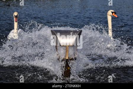 London, UK. 8th October 2023. Swans enjoy the gush of water from an  inlet in the Round Pond in Kensington Gardens as temperatures rise in the capital. The unseasonably warm weather follows the hottest September on record. Credit: Vuk Valcic/Alamy Live News Stock Photo