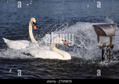 London, UK. 8th October 2023. Swans enjoy the gush of water from an  inlet in the Round Pond in Kensington Gardens as temperatures rise in the capital. The unseasonably warm weather follows the hottest September on record. Credit: Vuk Valcic/Alamy Live News Stock Photo