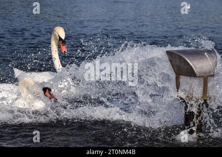 London, UK. 8th October 2023. Swans enjoy the gush of water from an  inlet in the Round Pond in Kensington Gardens as temperatures rise in the capital. The unseasonably warm weather follows the hottest September on record. Credit: Vuk Valcic/Alamy Live News Stock Photo