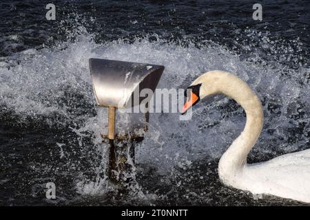 London, England, UK. 8th Oct, 2023. Swans cool down at a water inlet in the Round Pond in Kensington Gardens in London as temperatures rise in the capital. The unseasonably warm weather follows the hottest September on record. (Credit Image: © Vuk Valcic/ZUMA Press Wire) EDITORIAL USAGE ONLY! Not for Commercial USAGE! Stock Photo